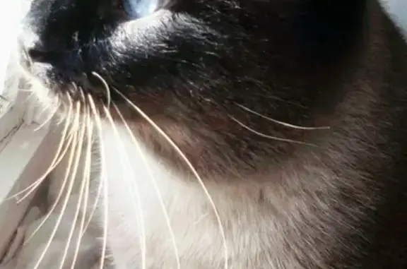 Кошки потеряшки, Старокучергановка, фото: Потерялась кошка в Старокучергановке