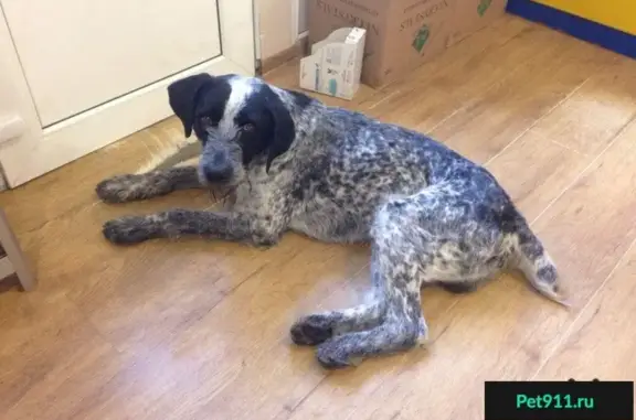 Найдена собака в районе Маринс Парк отель, Сочи