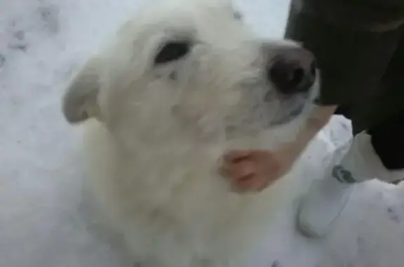 Найдена собака в Слободском, ищем хозяина!