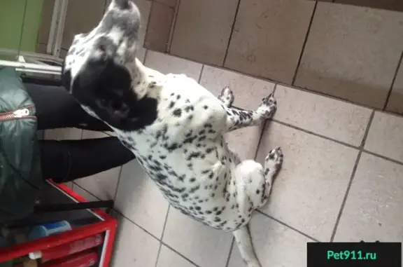 Найдена собака, Новокузнецк, фото: Найдена собака в Новокузнецке