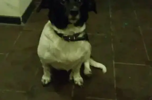 Найдена собака в Химках