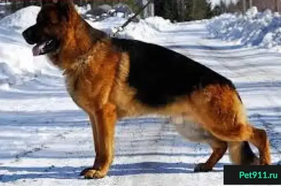 Пропала собака в Сырском руднике, Липецк, Россия
