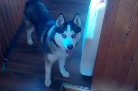 Собака с голубыми глазами найдена в Дорохово