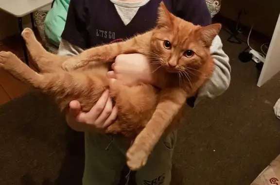 Найден кот в Екатеринбурге, ищет дом