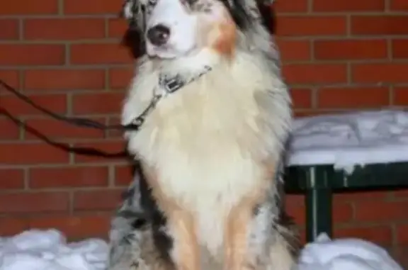 Пропала собака у автостанции в Черноголовке