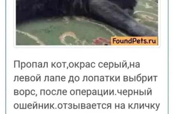 Пропал кот Масяка на пр. Революции, Грозный