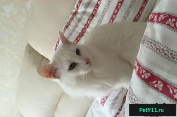 Пропала белая кошка на ул. Чехова 5А