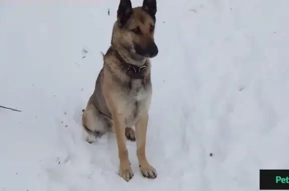 Пропала собака в деревне Утечино, Кстовский район, Россия - помогите найти!