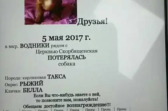 Пропала карликовая такса на Водниках (Красноярск)