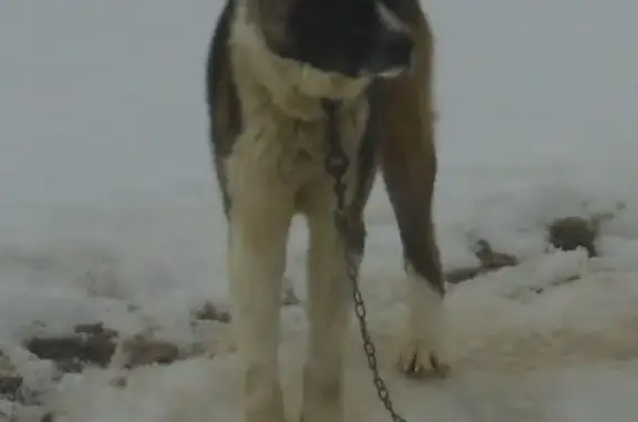 Пропала собака в Ярославле: кобель американской Акиты Легард, бурый-белого окраса.