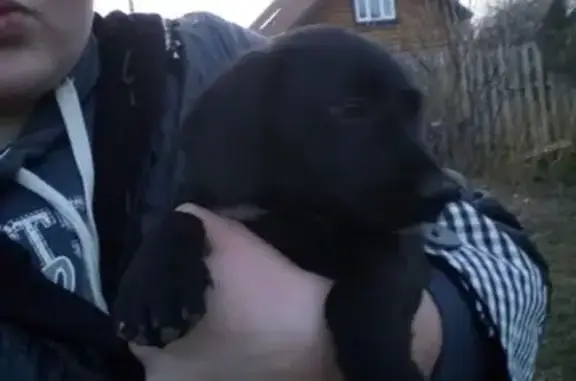 Пропала собака в Домодедово, помогите её найти!