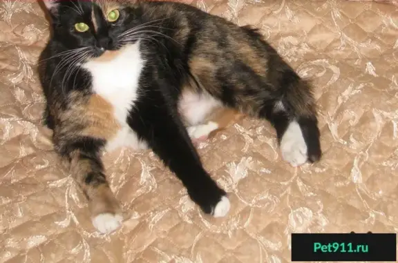 Кошки потеряшки, Новая Таволжанка, фото: Потеряшка кошка на ул. Песчаная, село Таволжанка, Шебекинский район