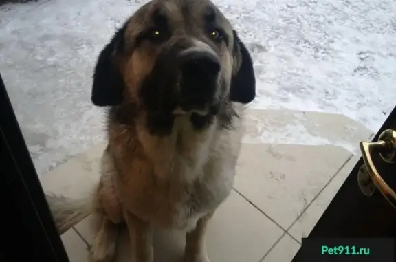 Собаки потеряшки, садовое товарищество Карачи, фото: Потеряшка собака в Ленинском р-не, Карачи