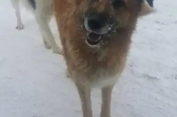 Пропала собака в Апрелевке, Московская область
