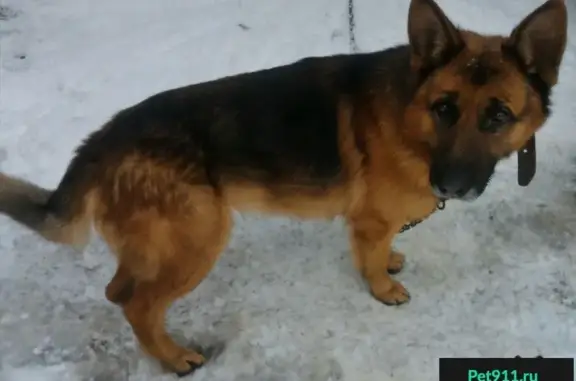 Пропала собака Еран в Лабинске, Краснодарский край