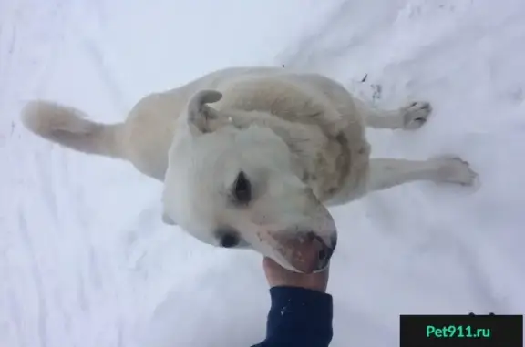 Найдена белая собака на реке Васильева.