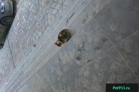 Найдена кошка, Ростов-на-Дону, фото: Найдена кошка возле бизнес центра Гедон на ул. Города Волос, Ростов-на-Дону