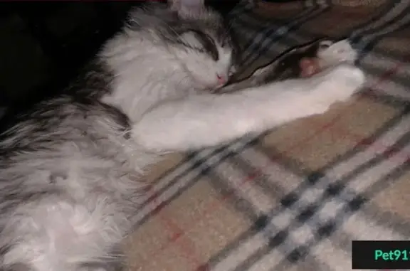 Пропала кошка на Котовского 10, Новосибирск, Ленинский район