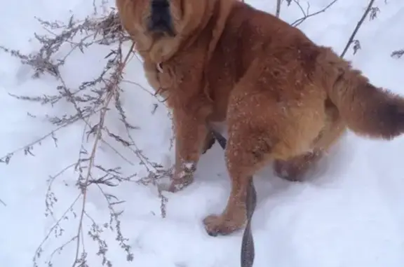 Пропала собака в Суздалке, требуется помощь!