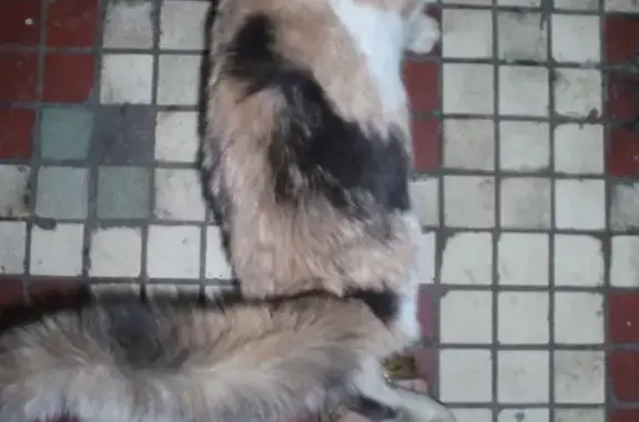 Найдена кошка в Москве, метро Коломенская