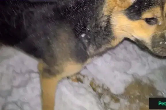 Собака найдена в Архангельске без ошейника
