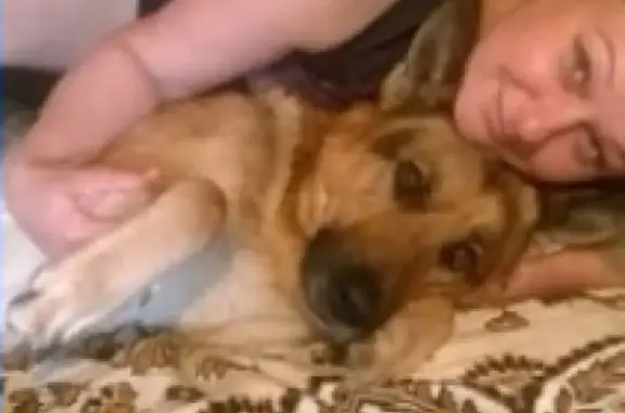 Пропала собака в Славянске-на-Кубани