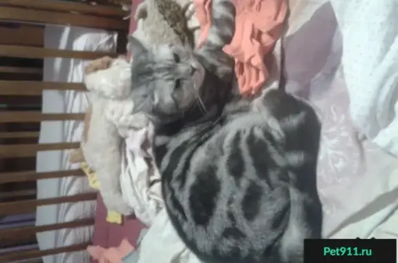 Пропала кастрированная кошка на проспекте Мельникова, Химки