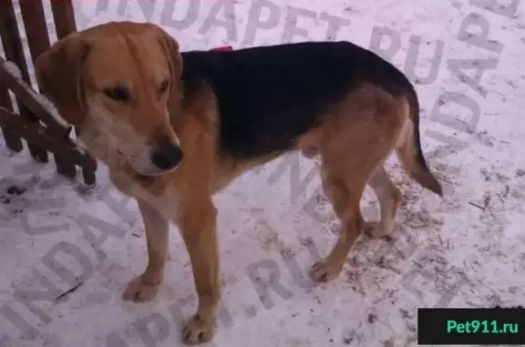 Пропала собака в степи между Райгородом и Светлым Яром, Волгоградская область