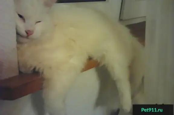 Пропала белая кошка в Пляхо, Краснодарский край