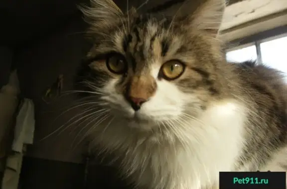 Кошки потеряшки, Карпели, фото: Потеряшка кошка на ЮВЖД, нужно лечение