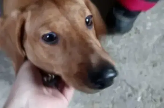Найдена собака в Саратове, 21.01.2017.