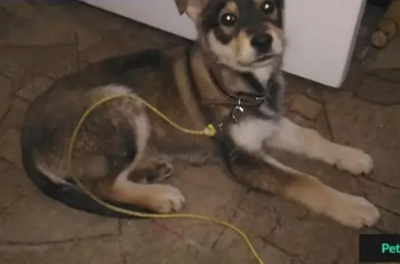Найден щенок в районе Арбеково, Пенза