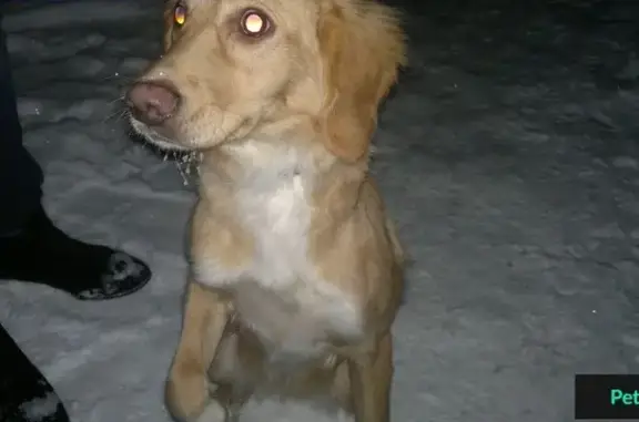 Найдена охотничья собака в Пятигорске