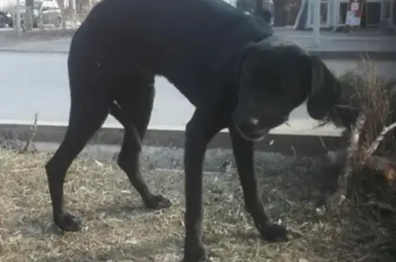 Найдена собака на ул. Свободы, Таганрог