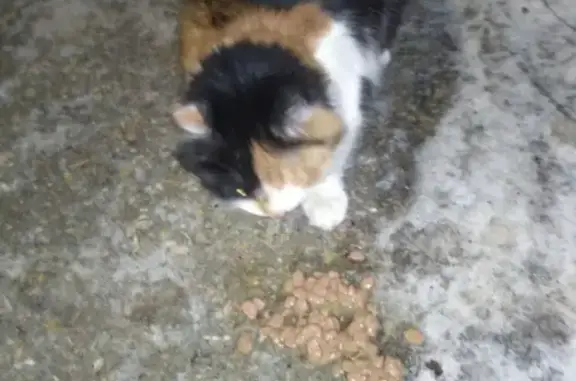 Найдена кошка на ул. Ак. Жука, дом №17А