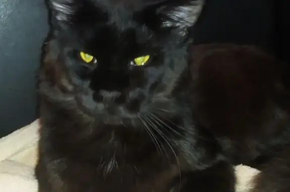 Объявления о пропавших и найденных животных, городской округ Богданович, фото: Пропала кошка на ул. Свободной, дом №76