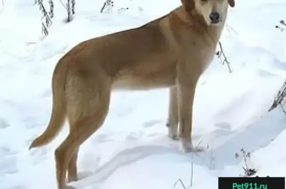 Пропали 2 охотничьи собаки в Конаковском районе, Тверская обл.
