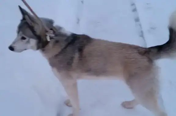 Найдена собака в районе Протасы, Пермский край