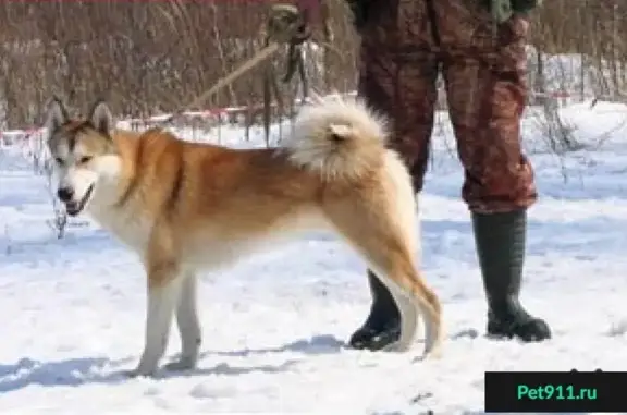 Пропала собака Барсик на ул. Ноксинская, Казань.