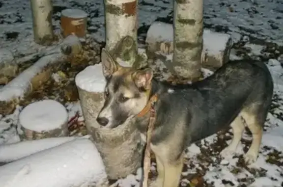 Пропала собака возле станции Трудовая, найден в Дмитрове на ул. Маркова.