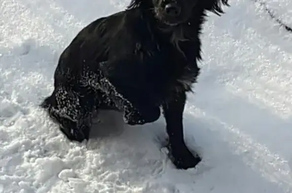 Собака найдена в Троицке, Москва
