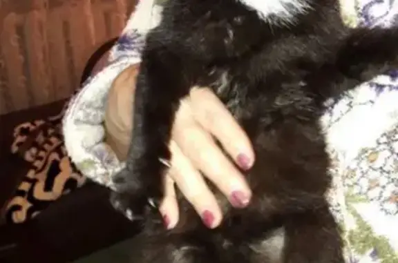 Найдена черная кошка в Абакане, ул. Чертыгашева
