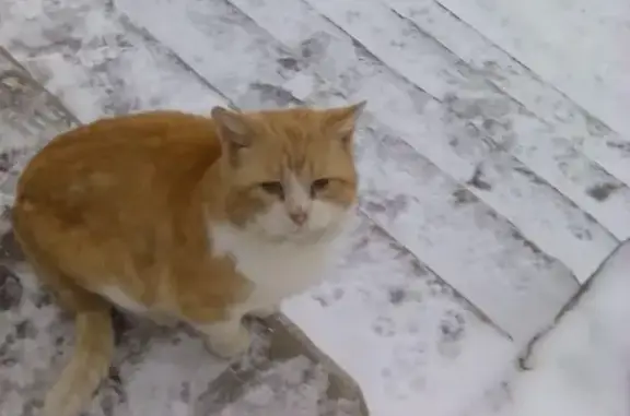 Найдена кошка в Топкинском районе, ищем хозяина