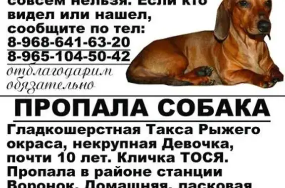Пропала собака на ул. Пушкина, дом 1/16 в Щелково