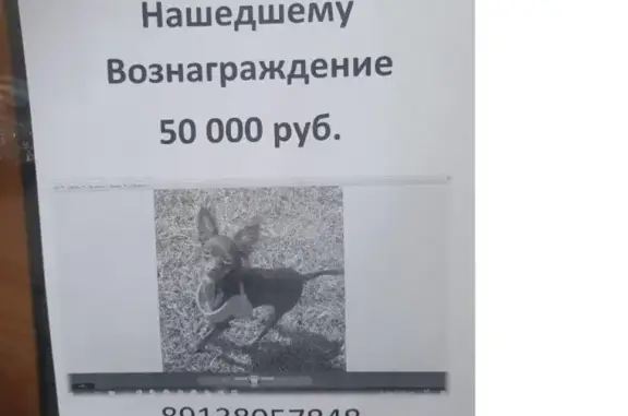 Пропала собачка в Томске на Сибирской улице