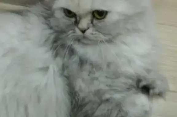 Пропала персидская кошка в ЖК Петровский на пр. Марата, Иркутск