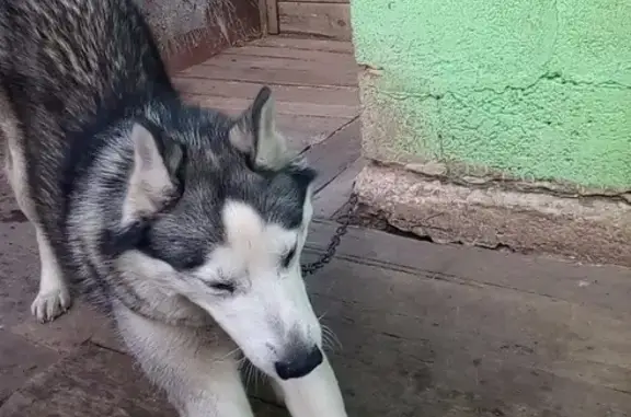 Пропала собака Джек в Мясново, нужна помощь!