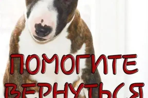 Пропала собака Инди в Тишково, Московская обл.