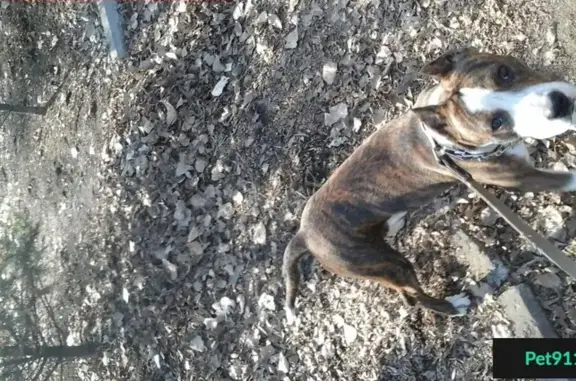 Пропала собака во Владивостоке, нужна помощь!