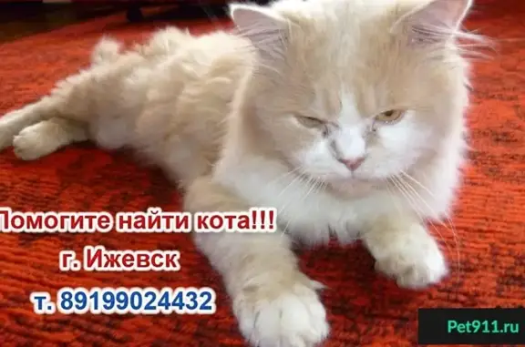 Пропала кошка в Ижевске, вознаграждение за информацию